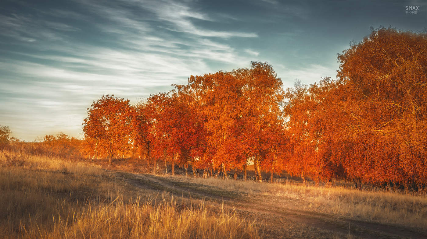 Morgen in einem Birkenhain.
