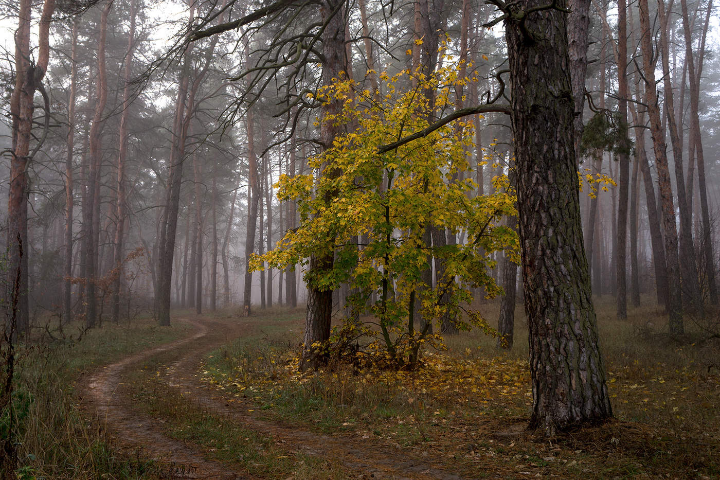 Morgen in einem Kiefernwald