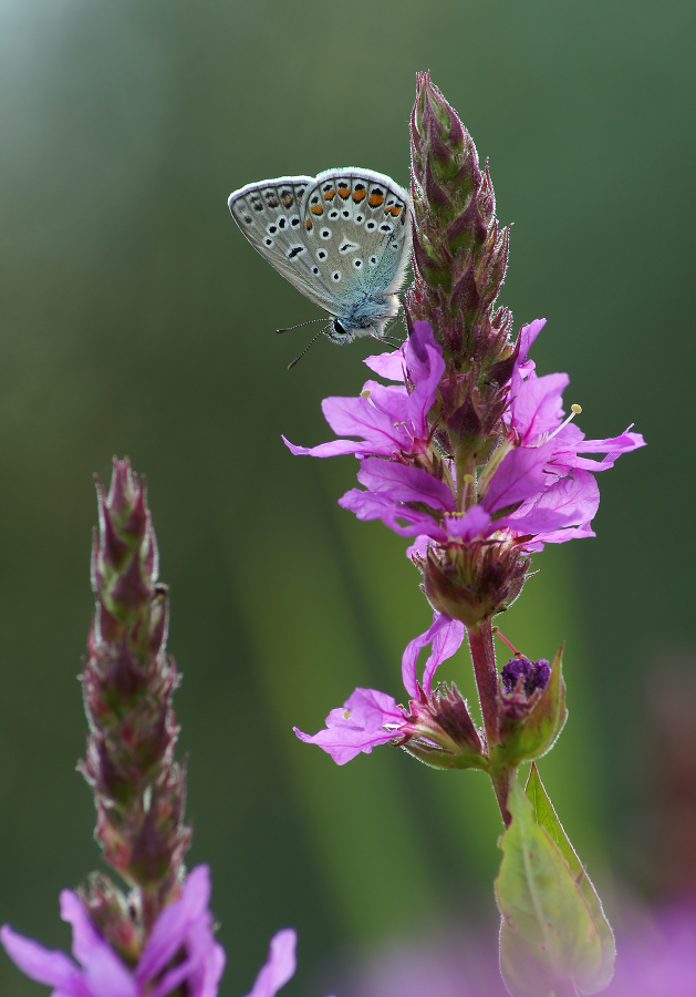 Kupfer-Schmetterling