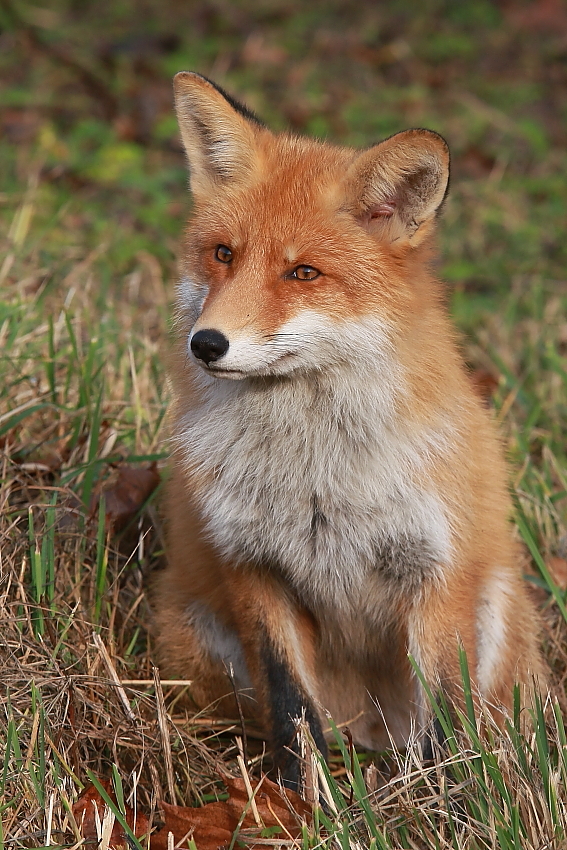 Porträt einer Erinnerung.