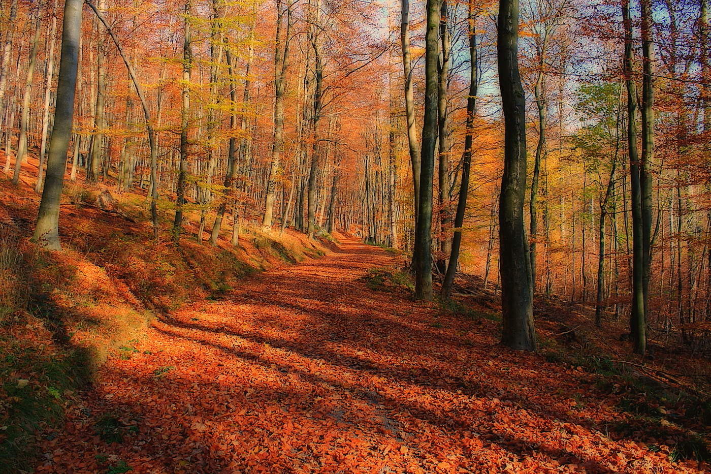 Herbstwald