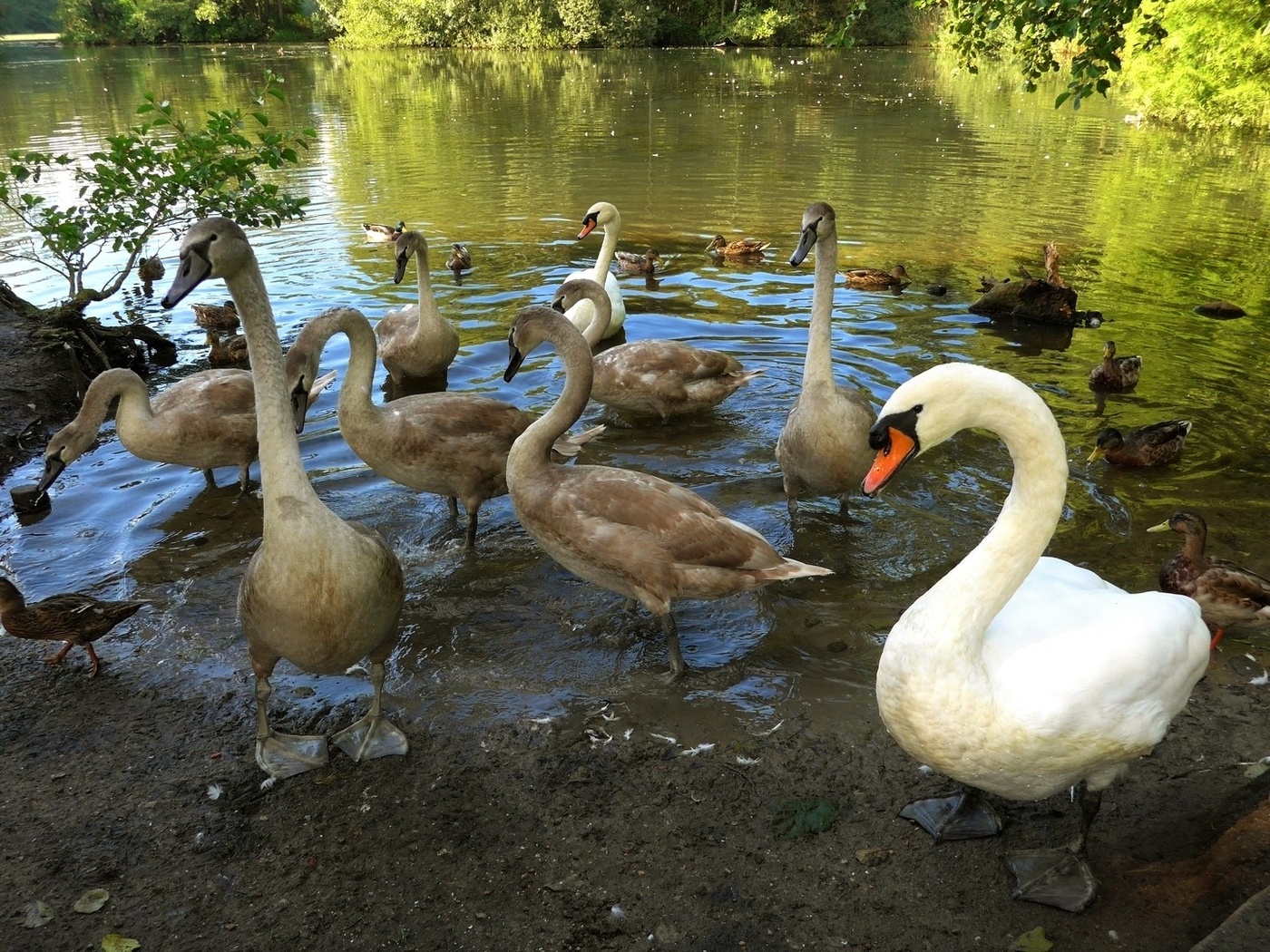 Swans
