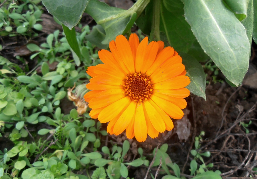 Calendula