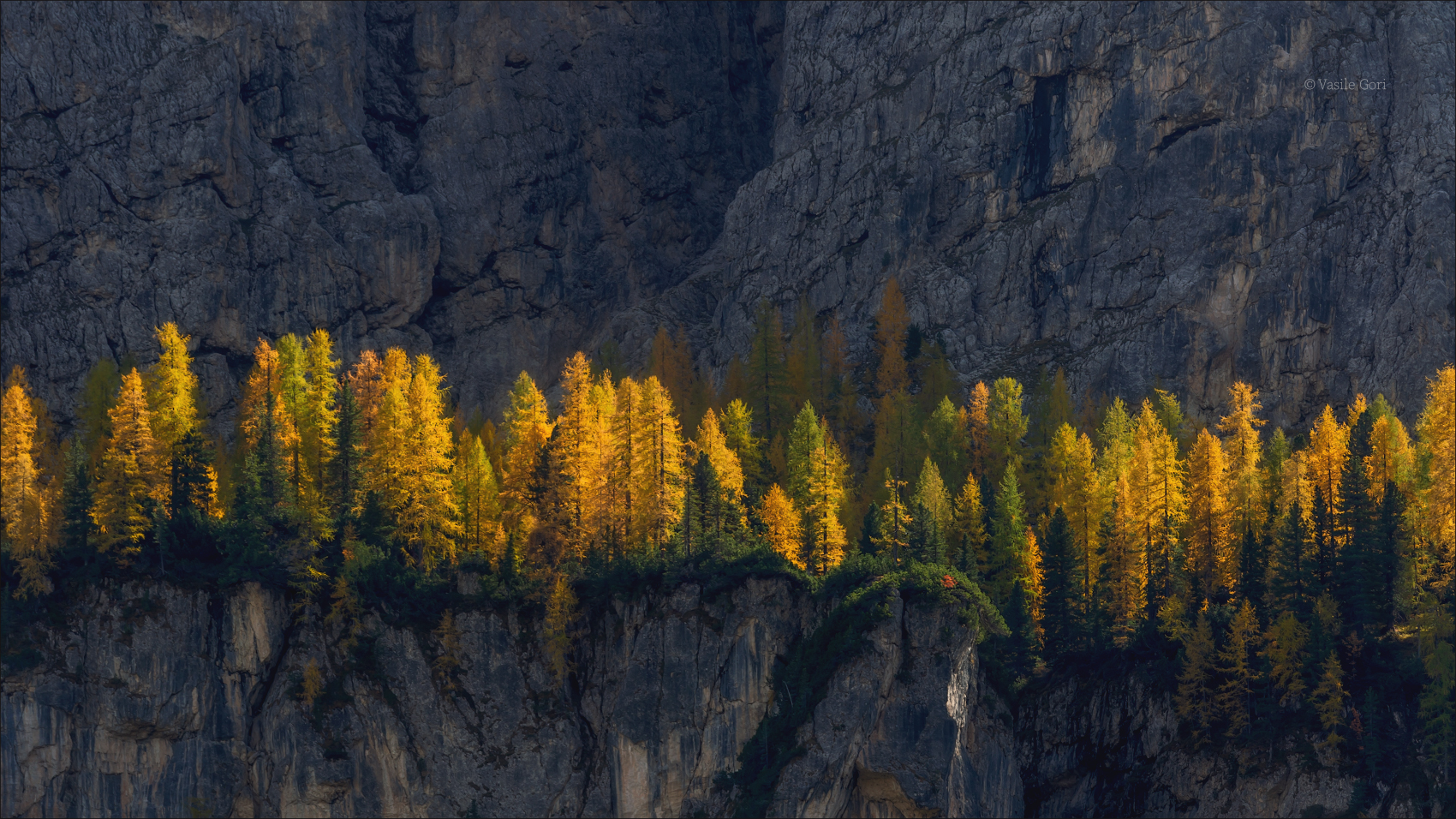 "Trees Grow on the Stones Too"