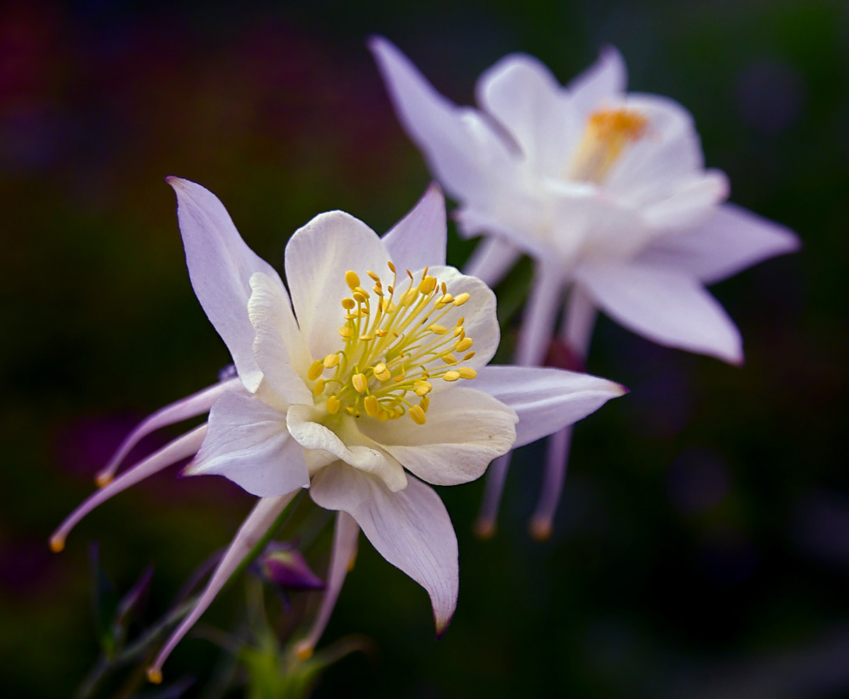 Stempel, Staubgefäße