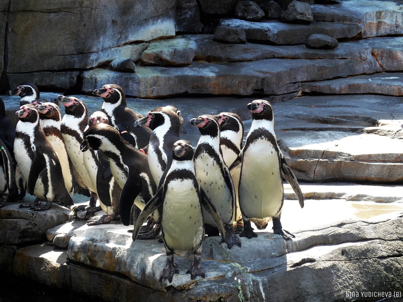Pinguine