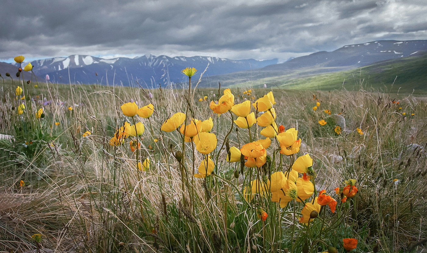 Yellow Mountain Poppies .....