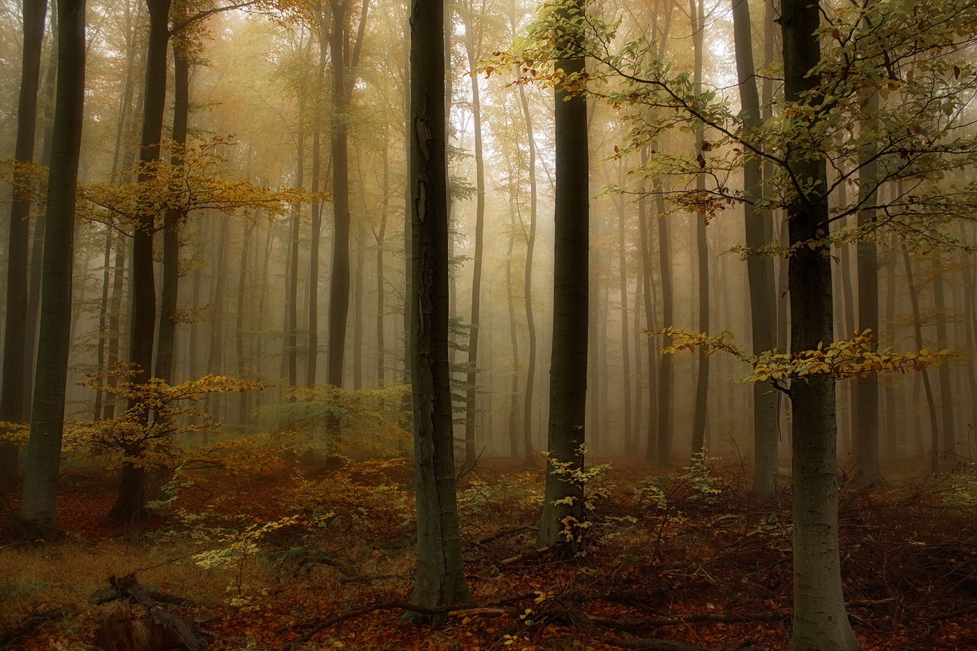 In Erinnerung an die Herbst