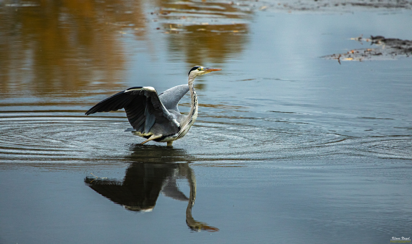 Gray Heron