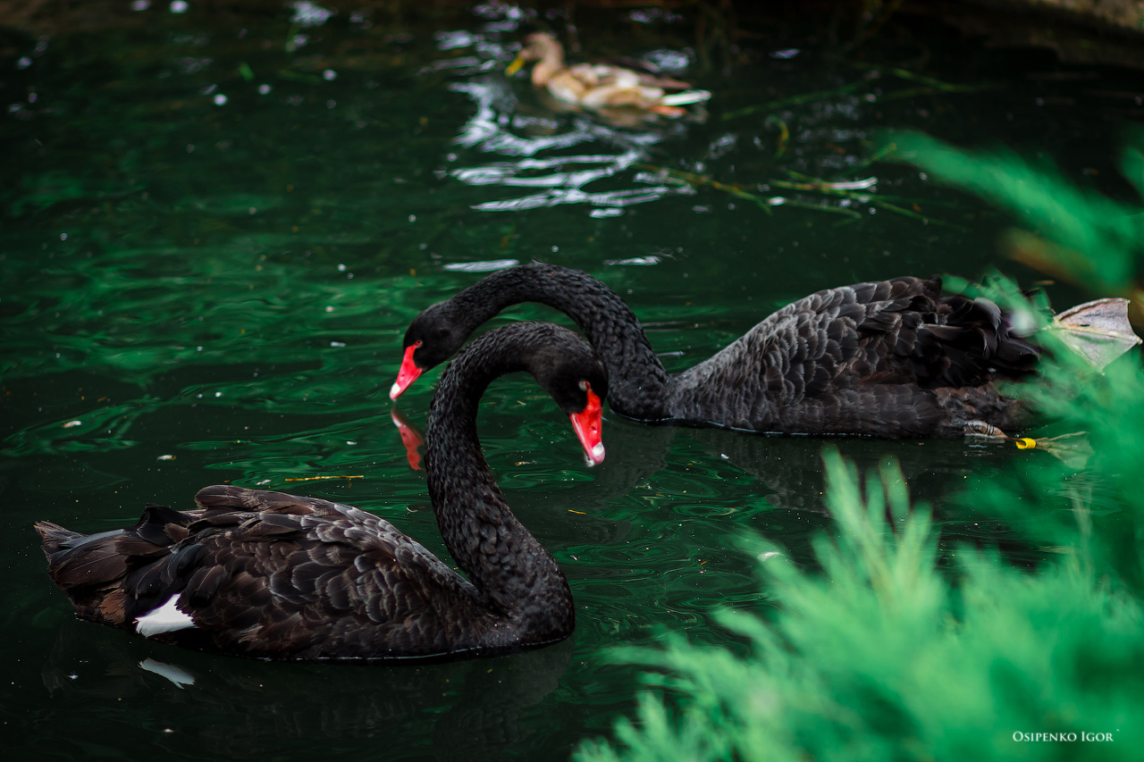 Black Swan