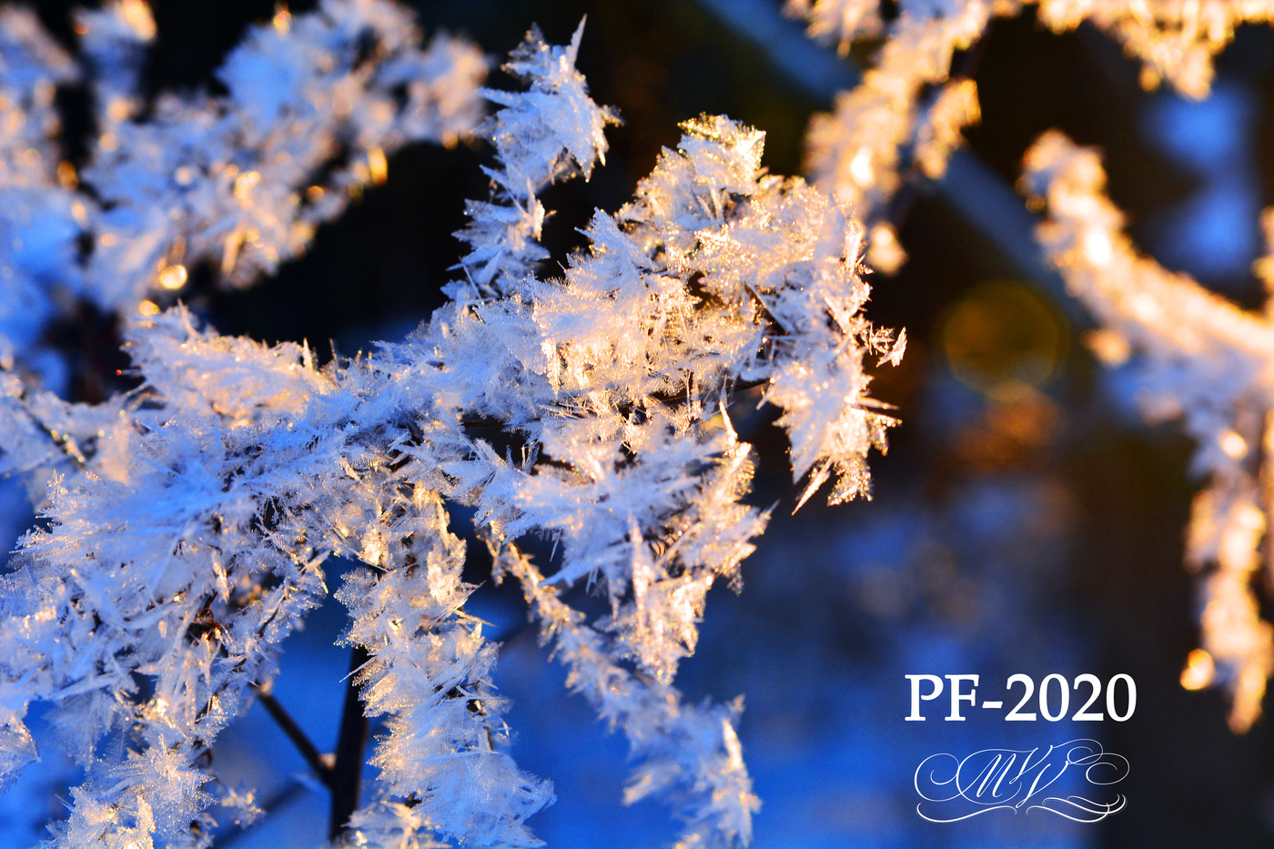 PF-2020