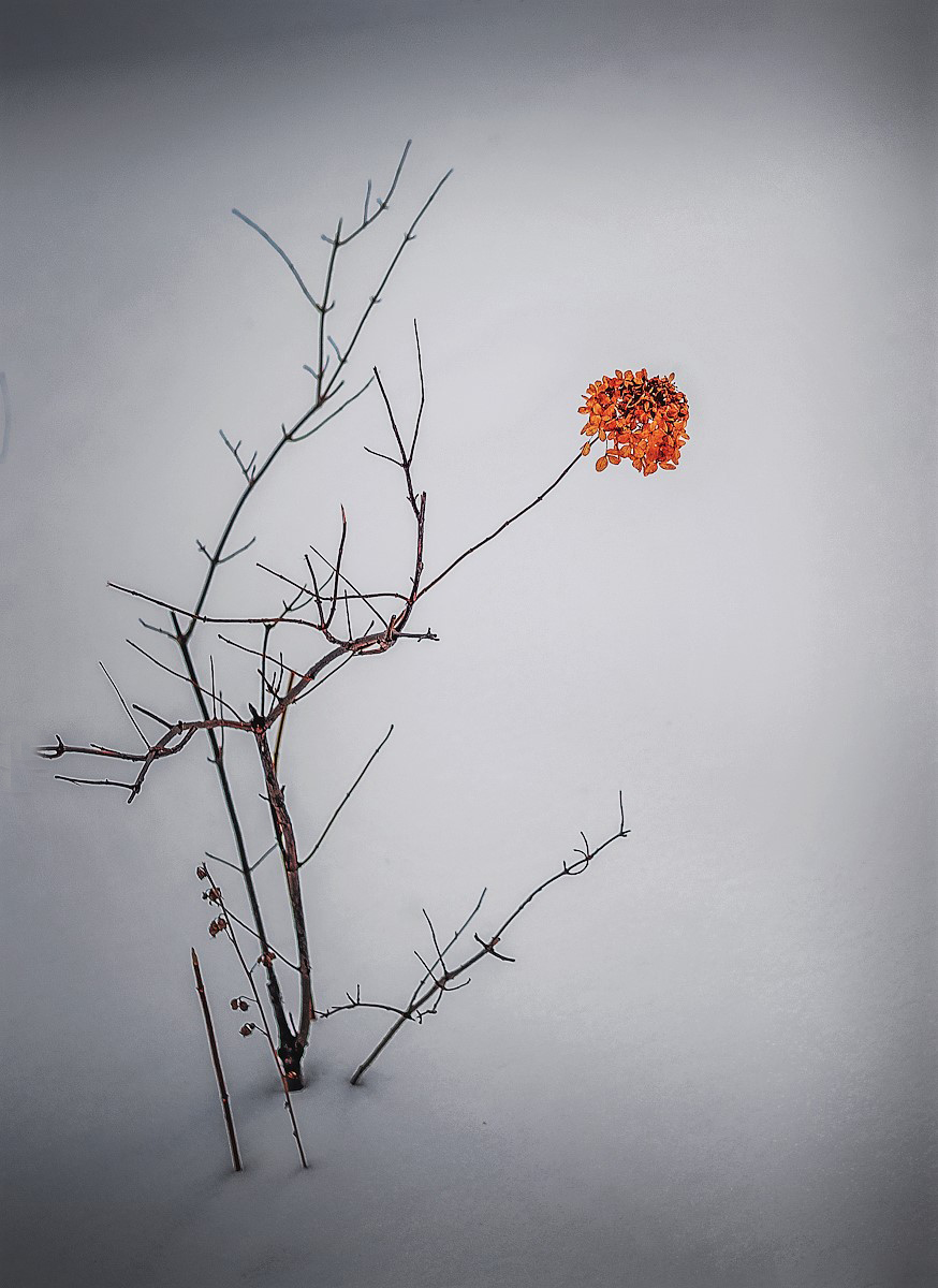 December ... A frozen piece of summer ..... The photo is natural, nothing is retouched.