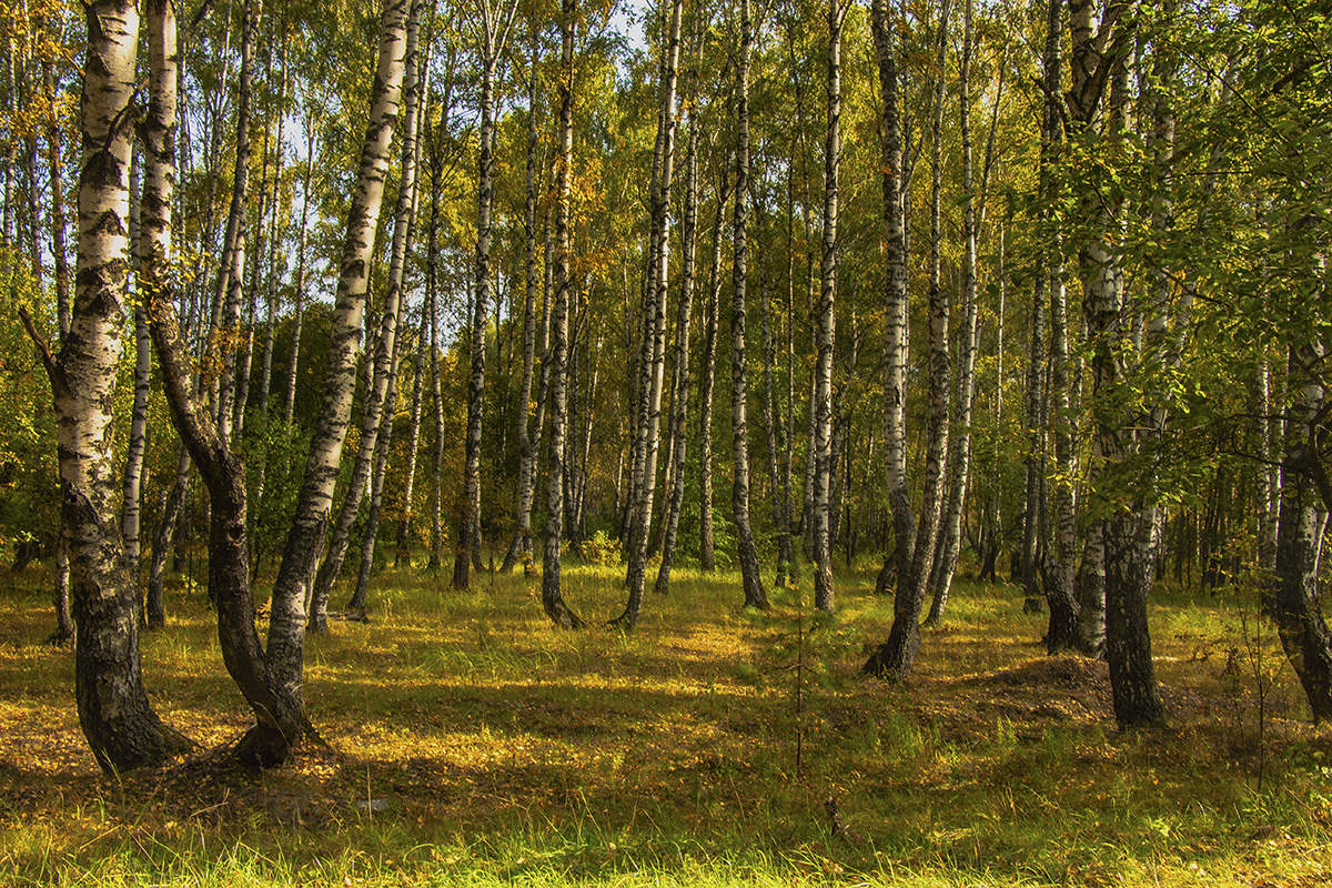 Morgen im Birkenwald