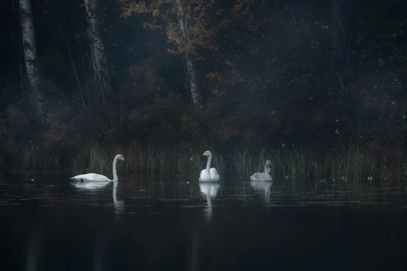 Swans