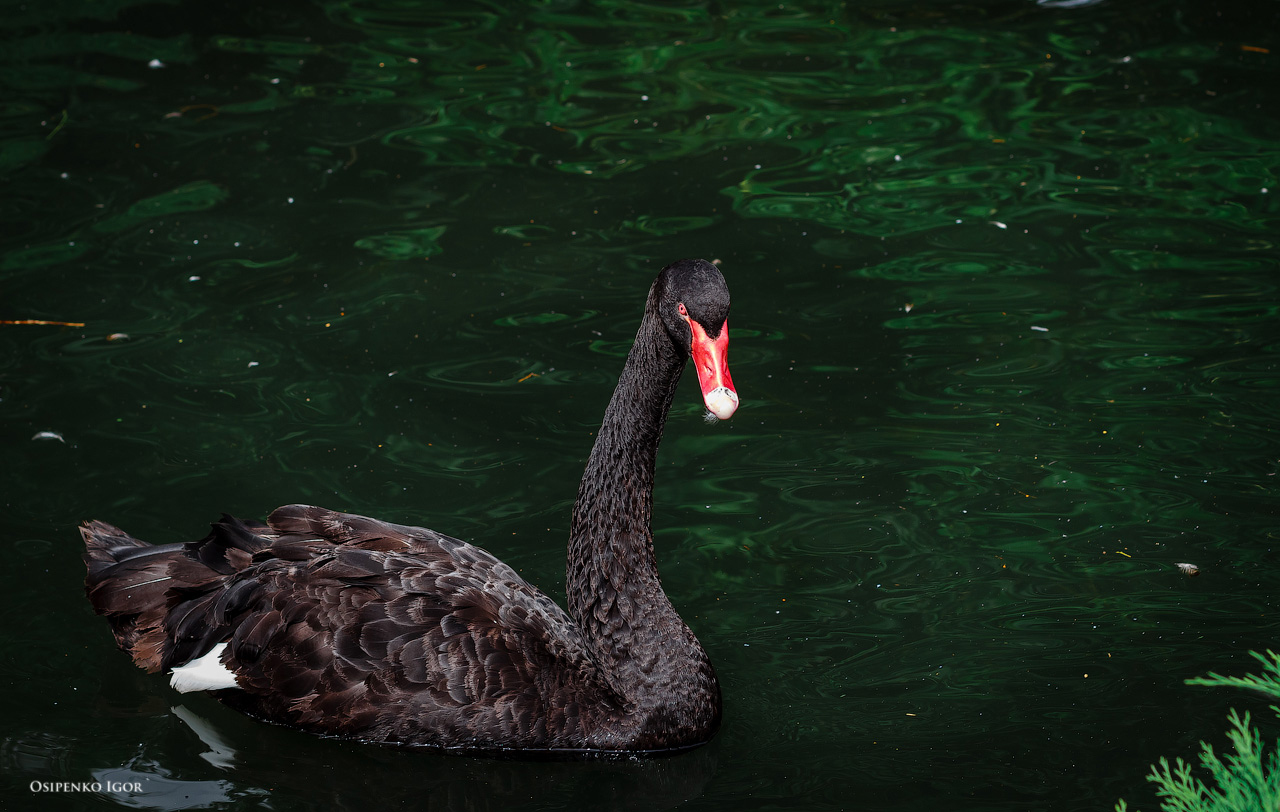 Black Swan