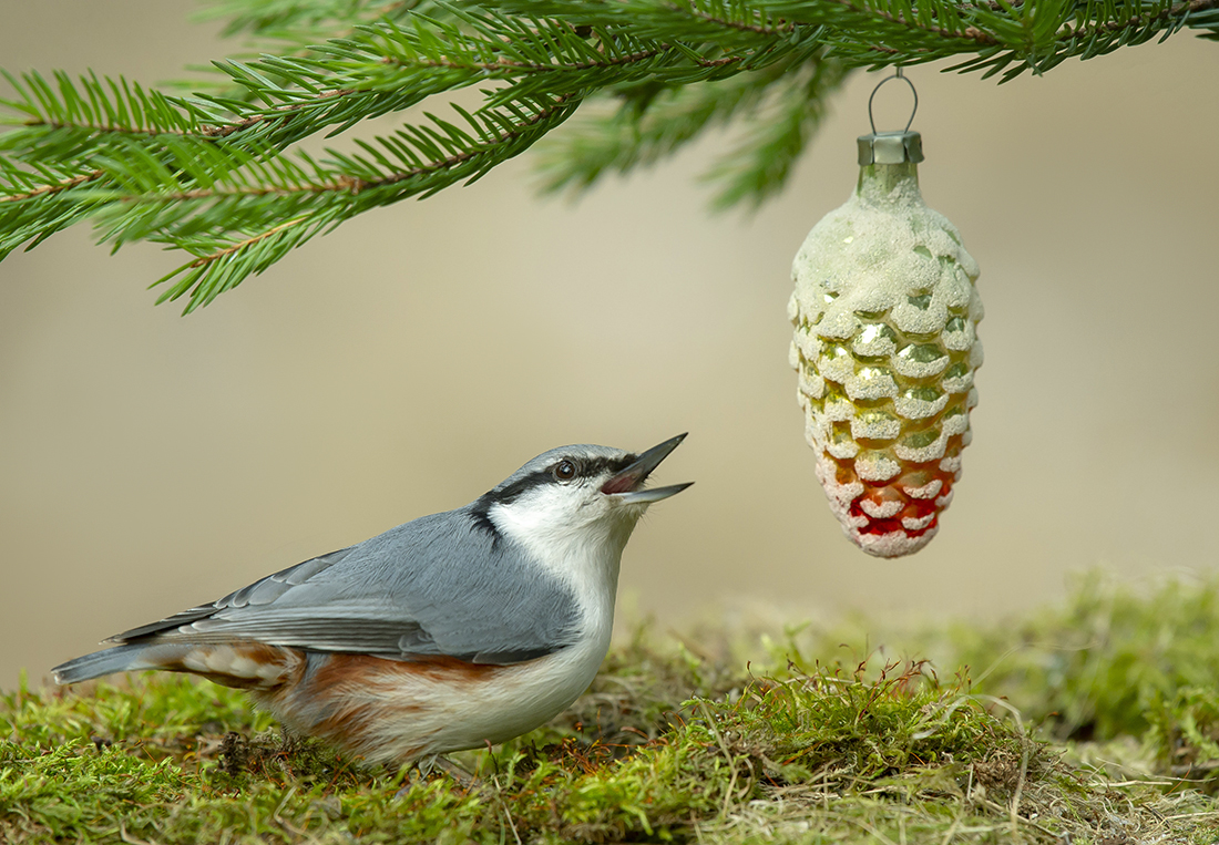 FROHE WEIHNACHTEN!!!
