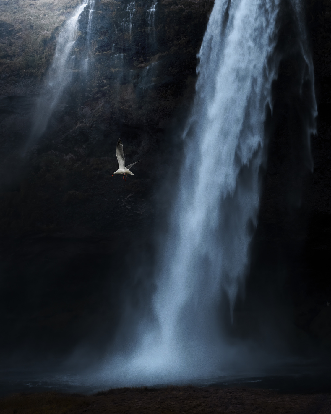 Sea gull and the waterfall