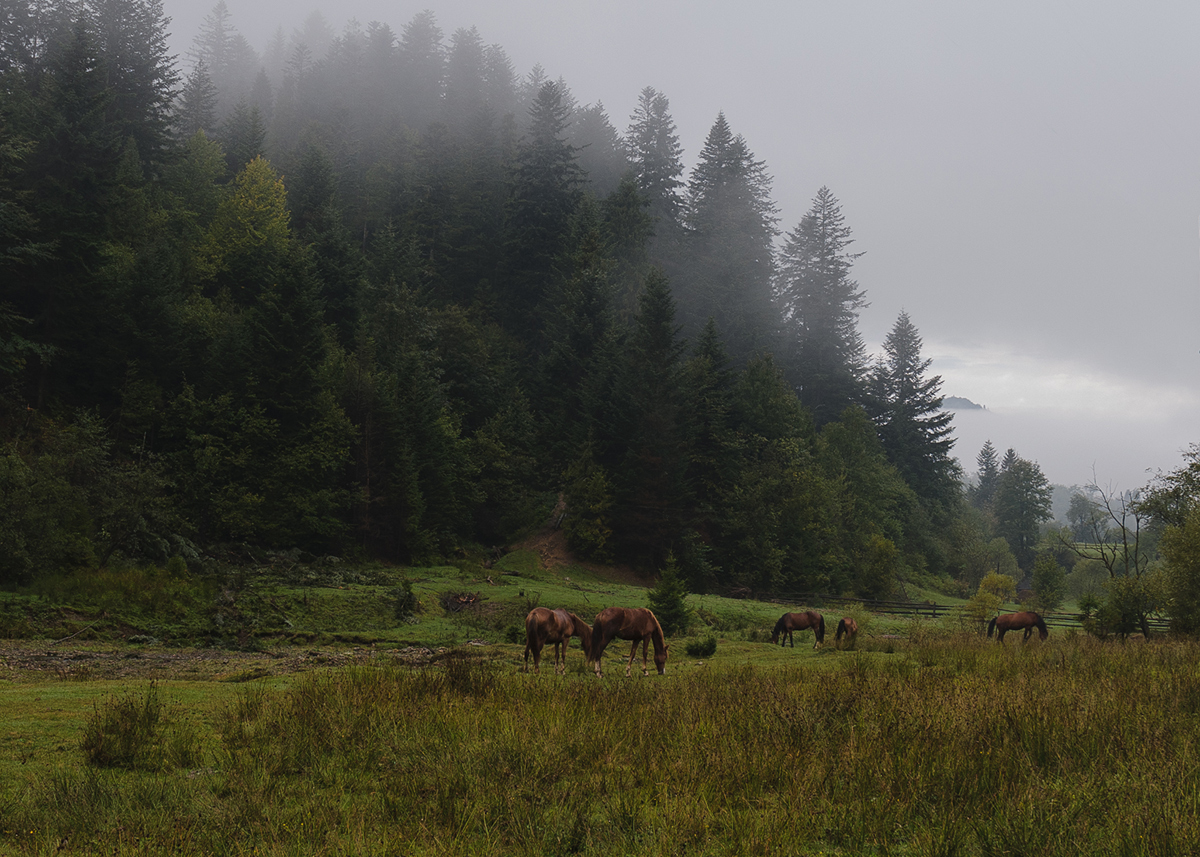Uro in den Karpaten.