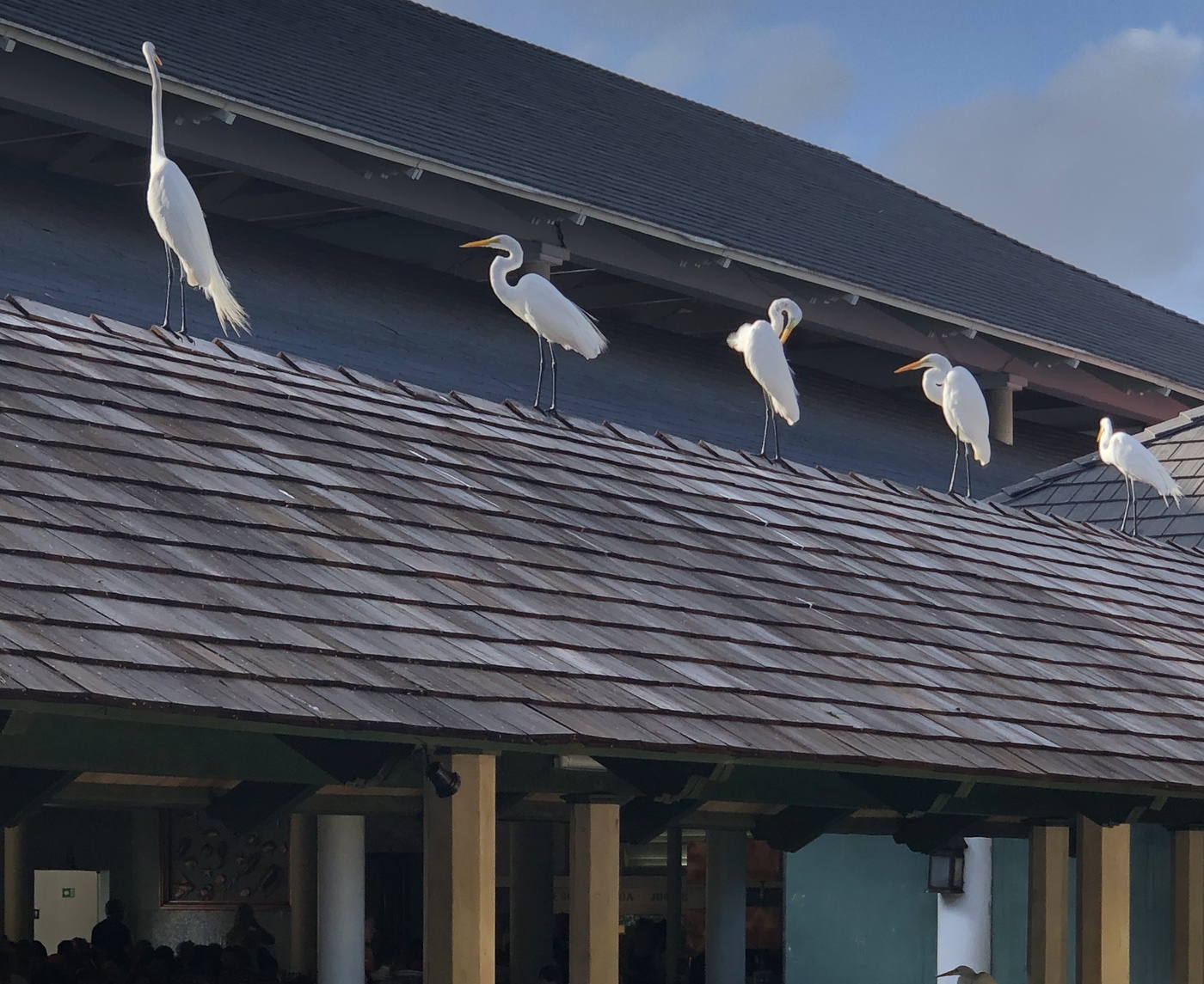 Schönheitswettbewerb