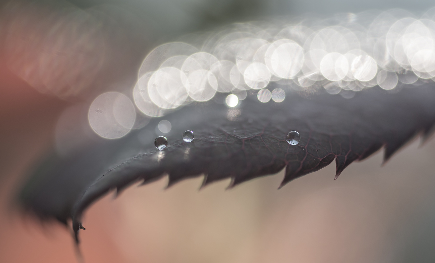 rain droplets upon a leaf