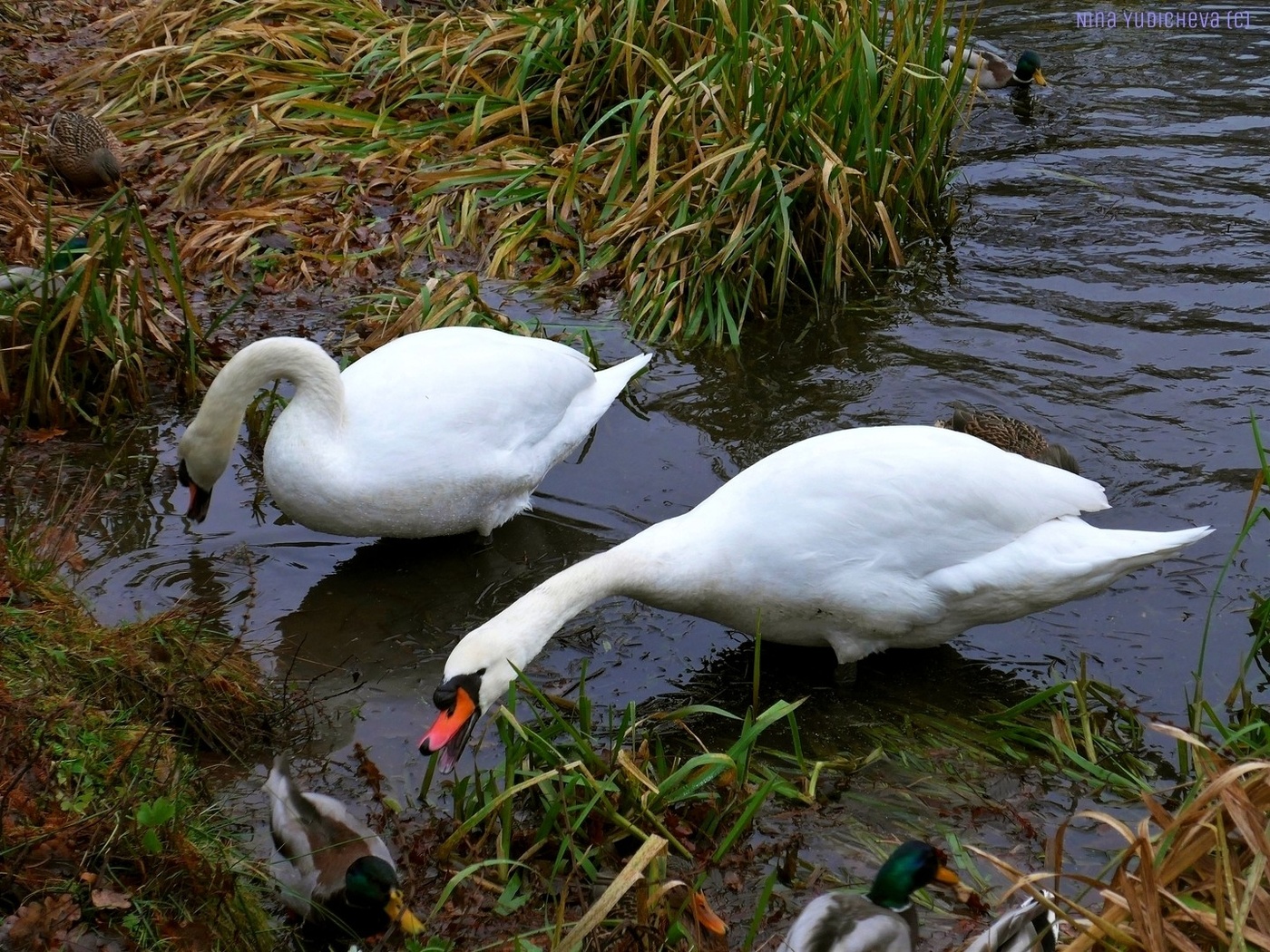 Swans