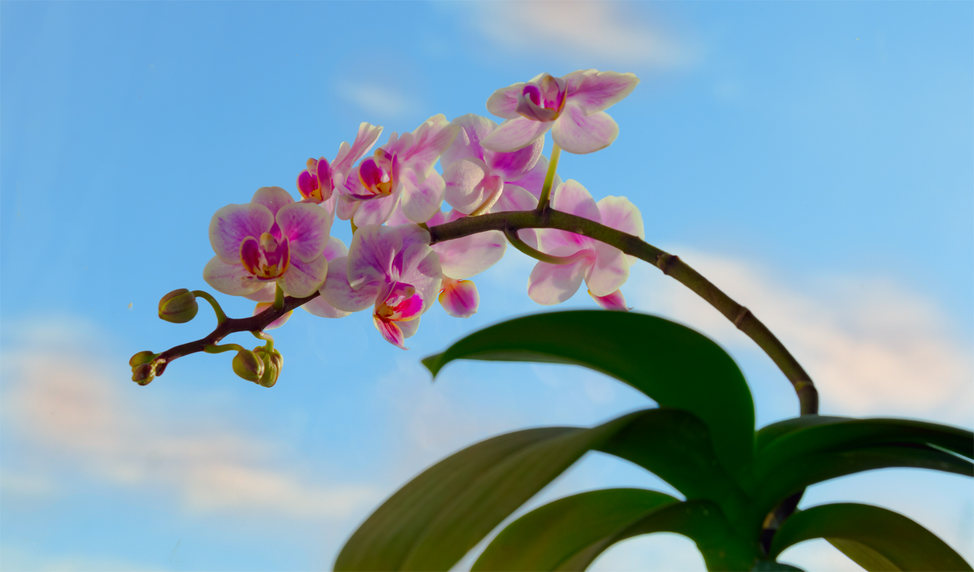 Orchid