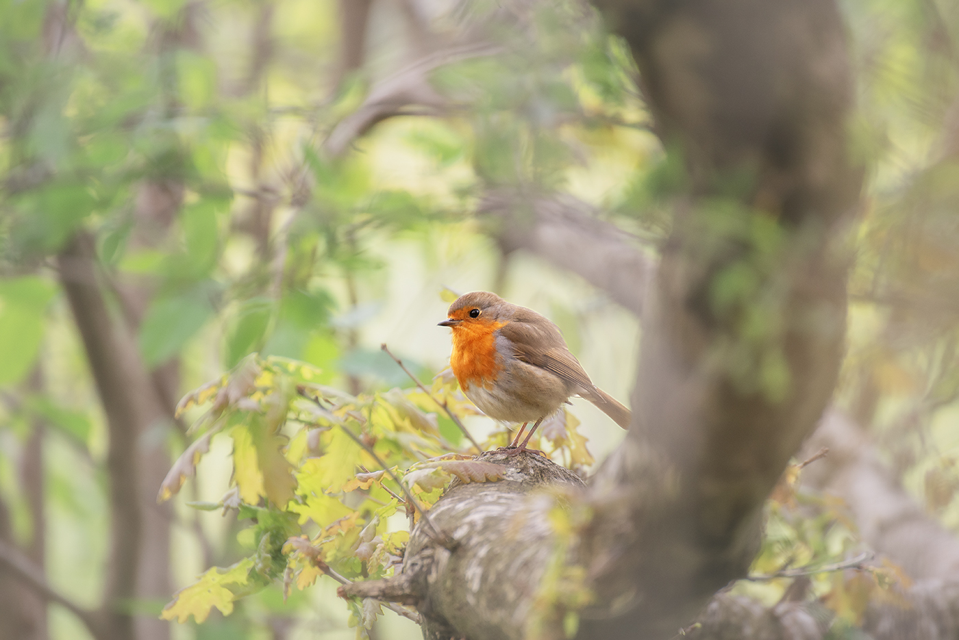 Robin at Eastville Park (Bristol, UK)