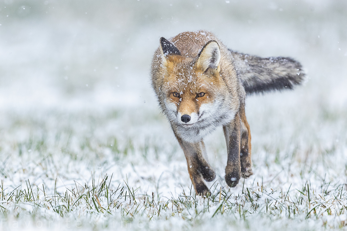 Jetzt aber schnell....