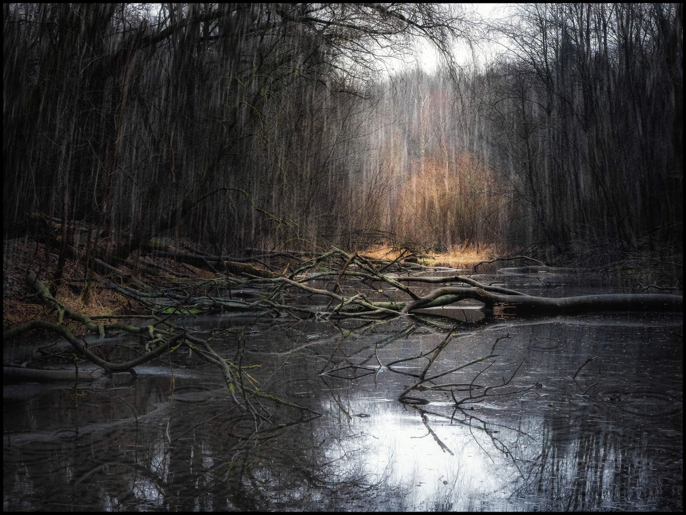 A deep, rainy forest with fallen trees and a pond.