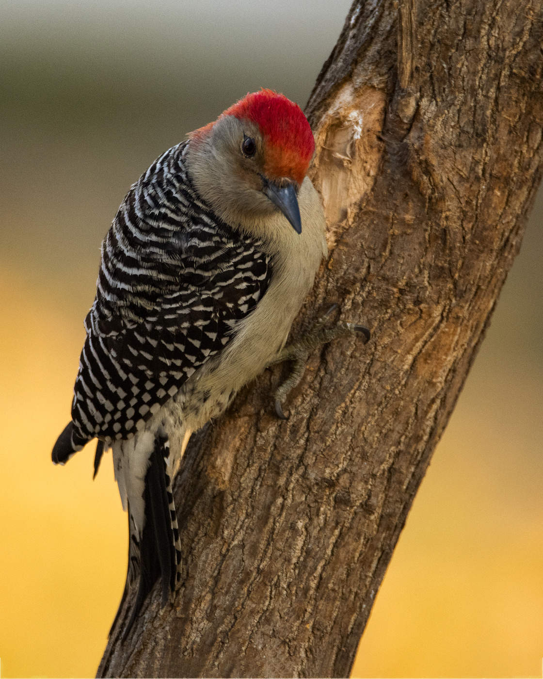 Red-bellied Woodpecker