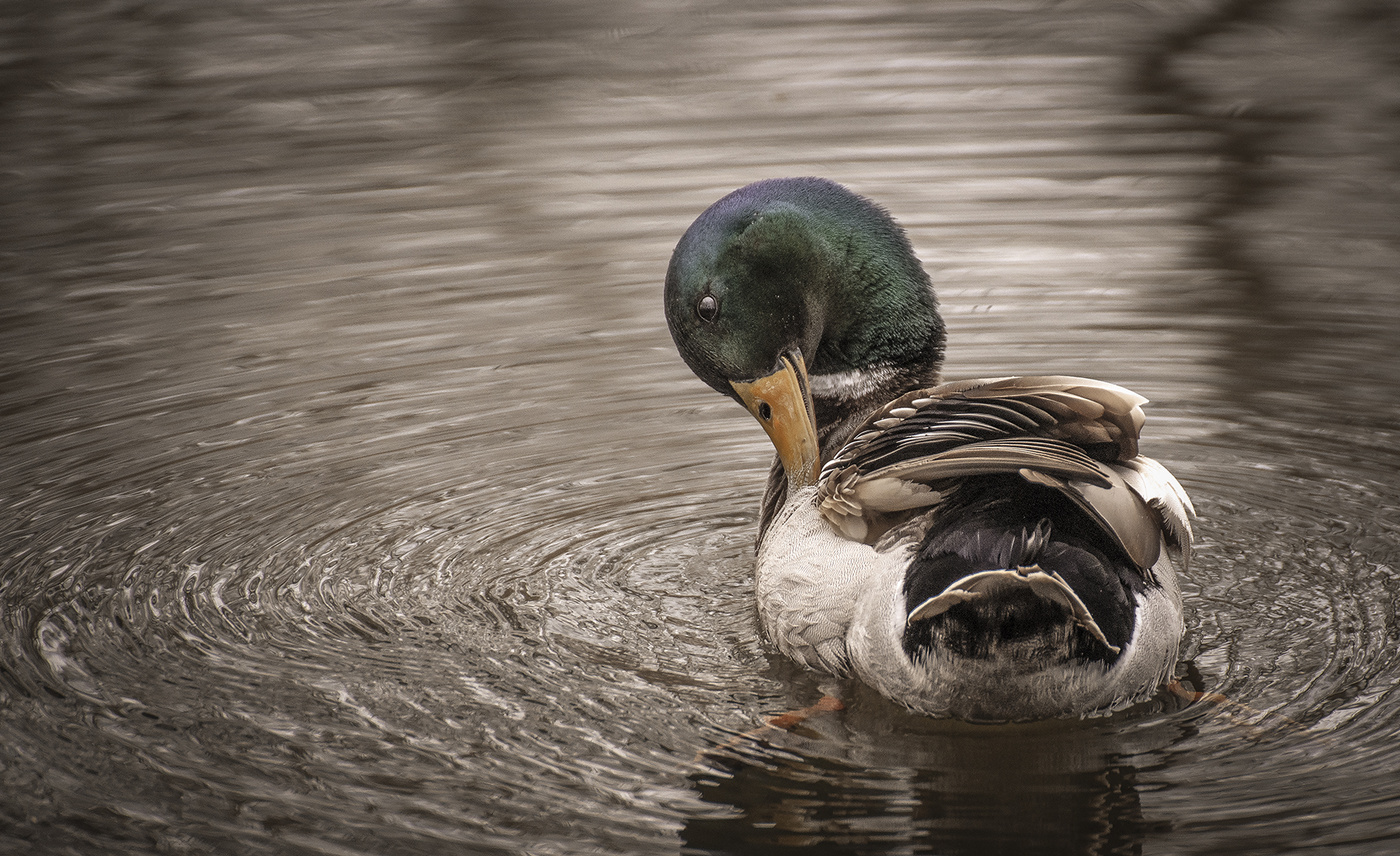 duck portrait