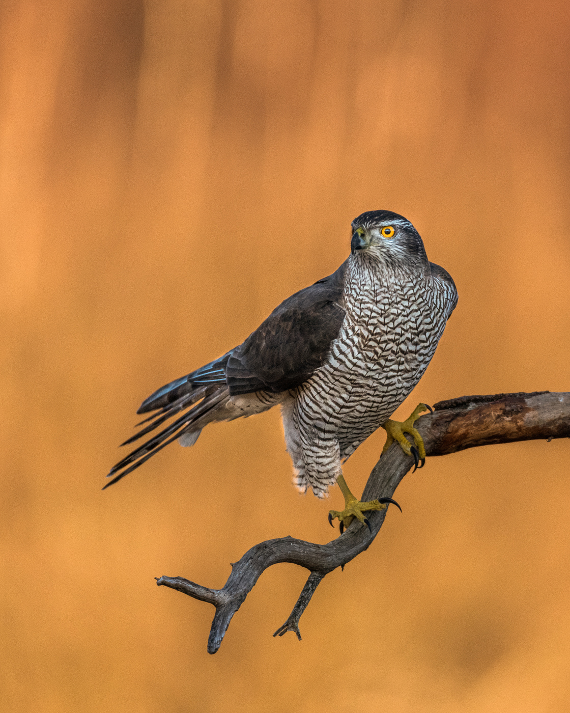 Goshawk
