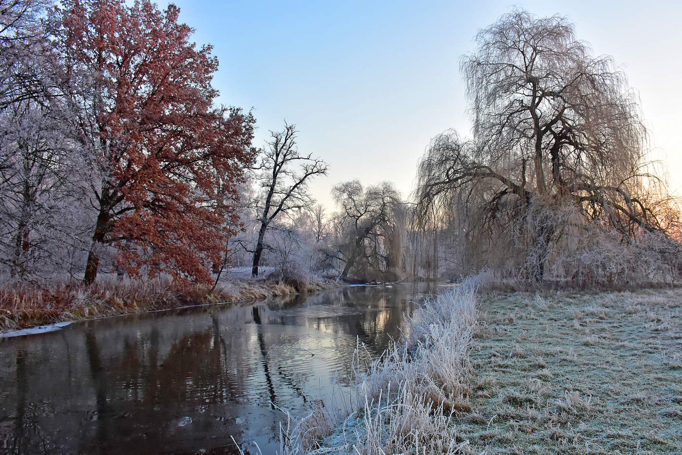 The River of bizarre winter trees