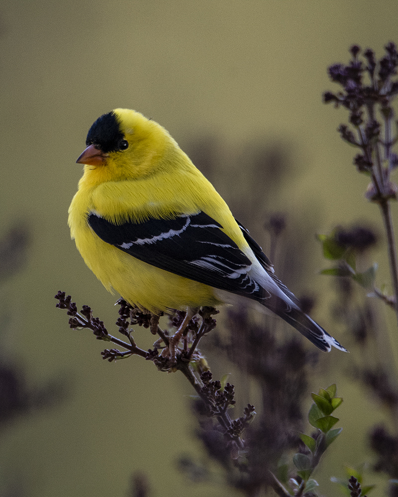 yellow finch