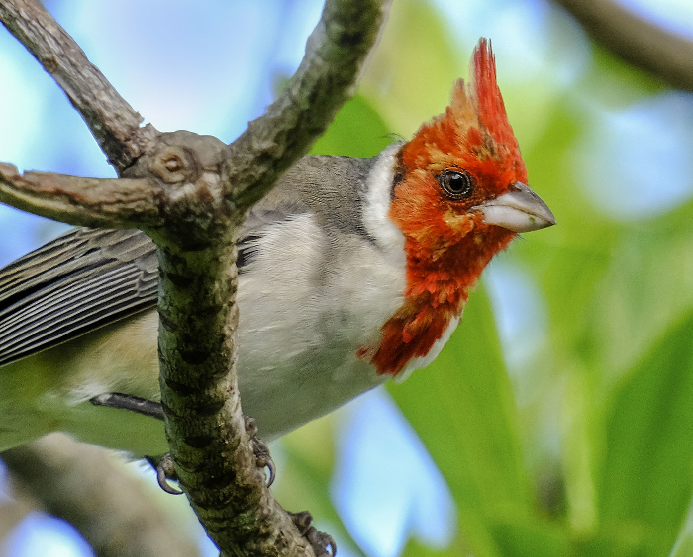 Red Crested Cardinal