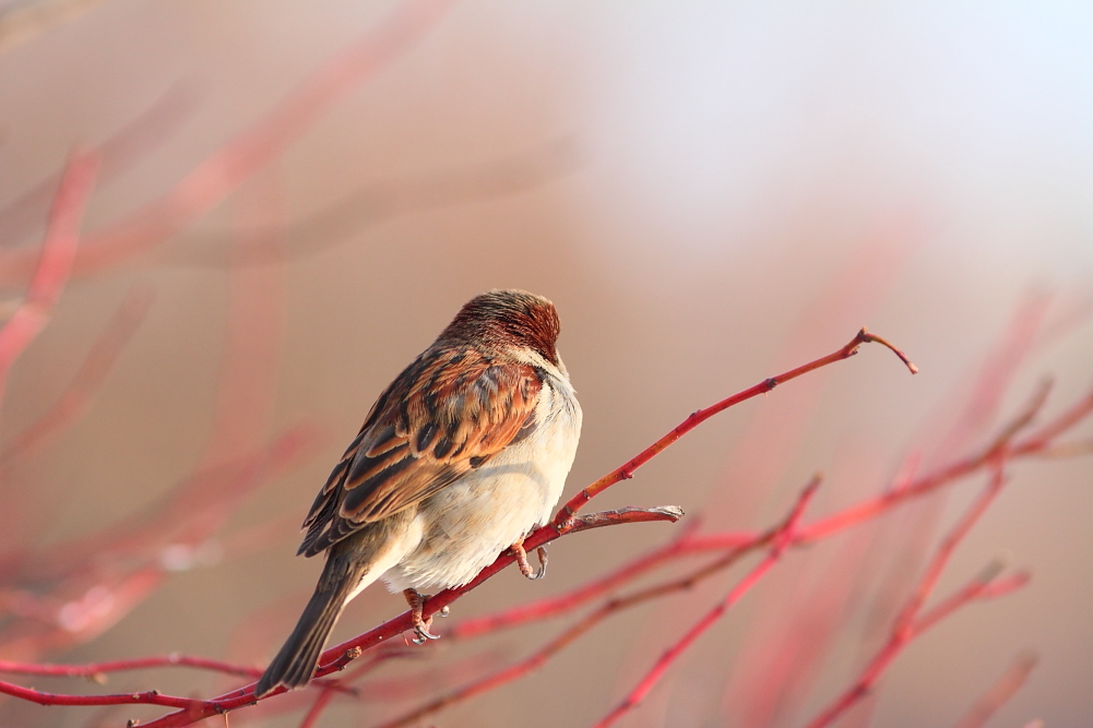Fliegen Zugvögel ...