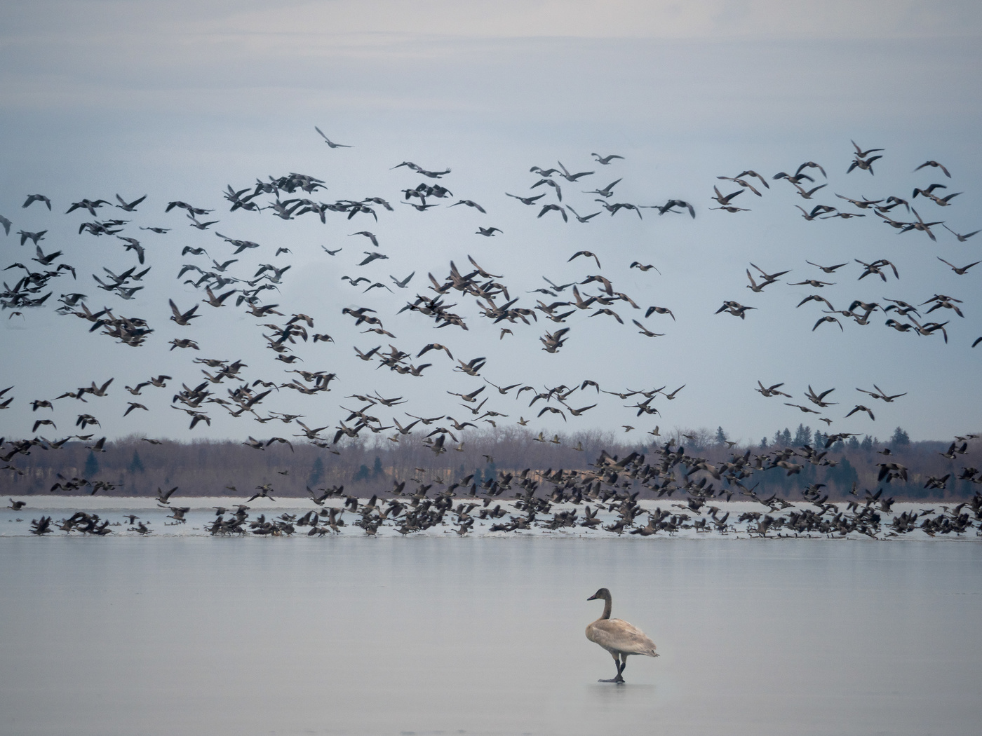 Cygnet Flypast
