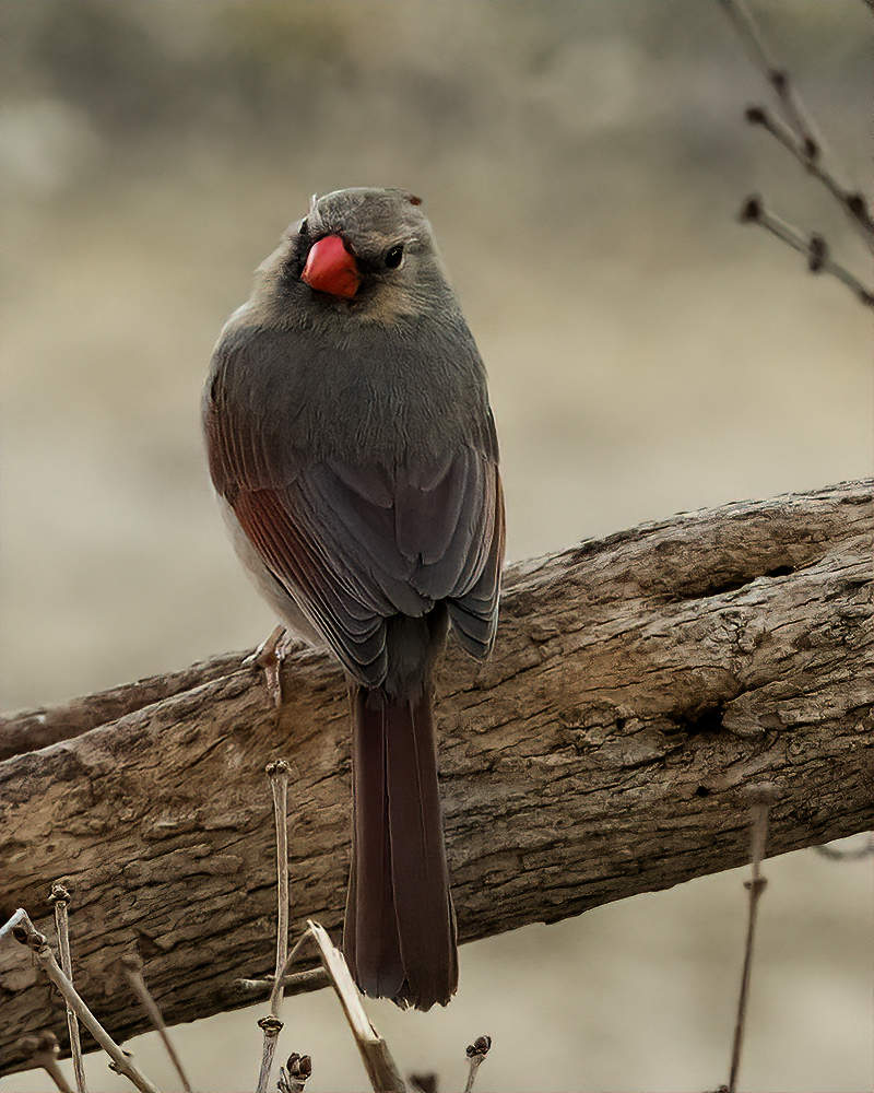 Northern Cardinal