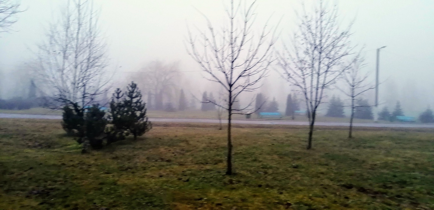Nebel im Park