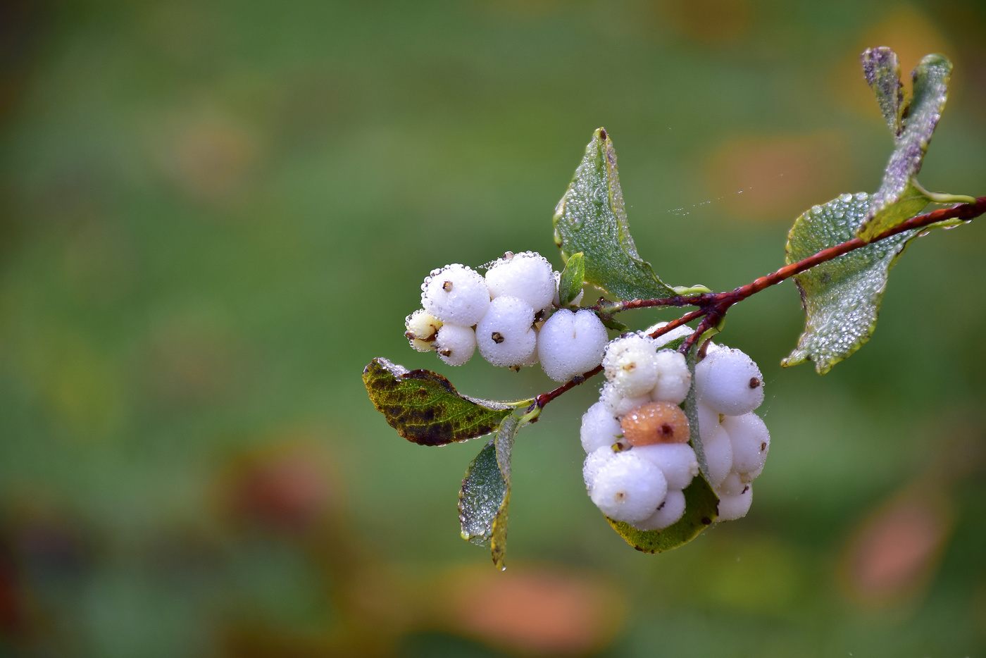Drops on white fruits