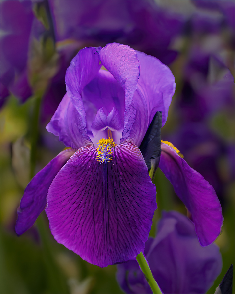 purple iris