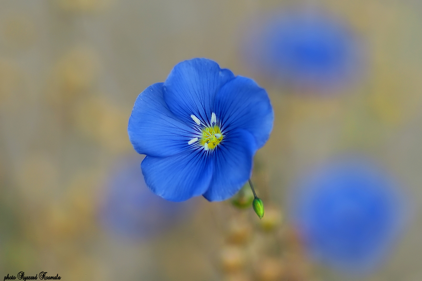 Blue flax