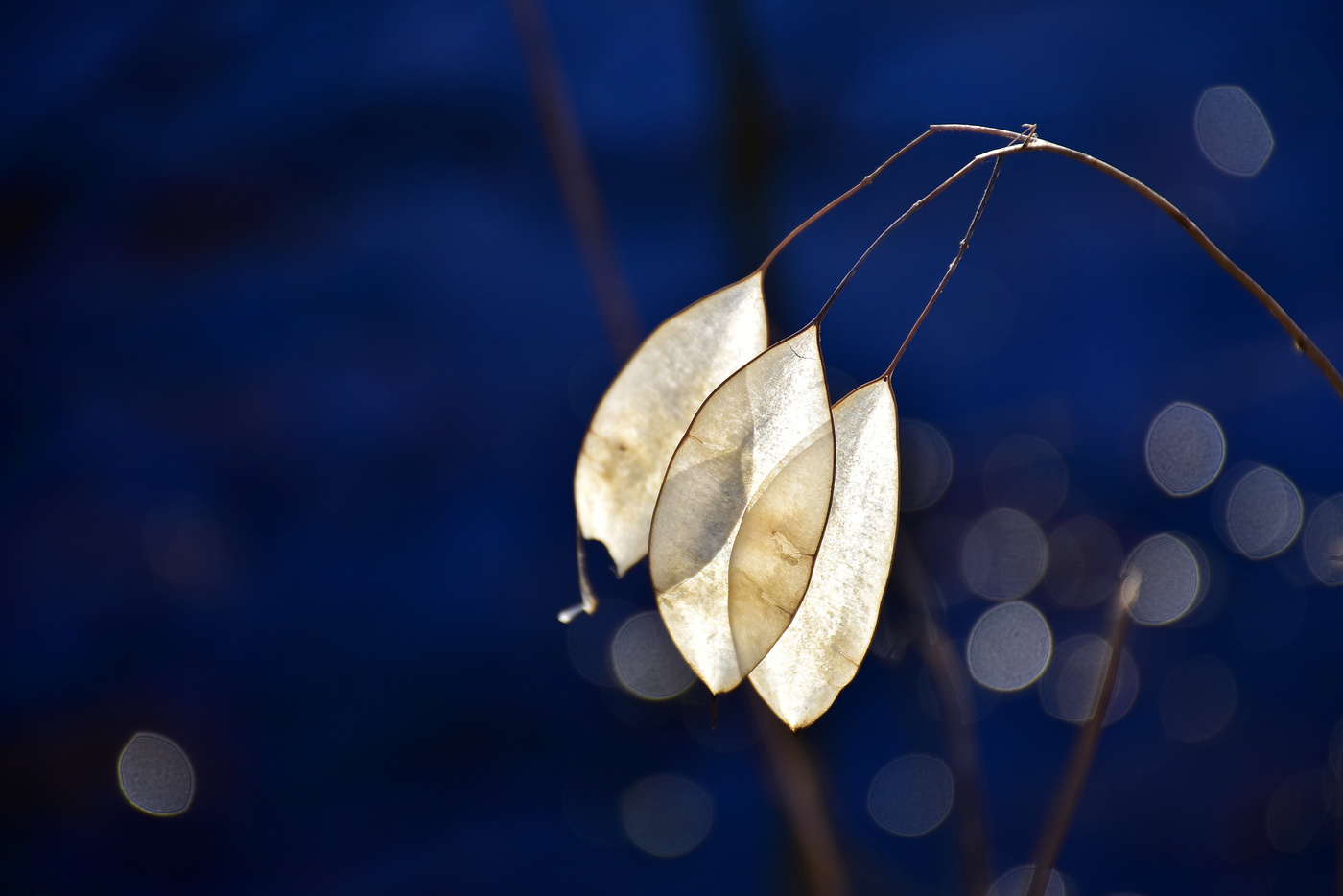 Silver leaf plant in the morning backlight
