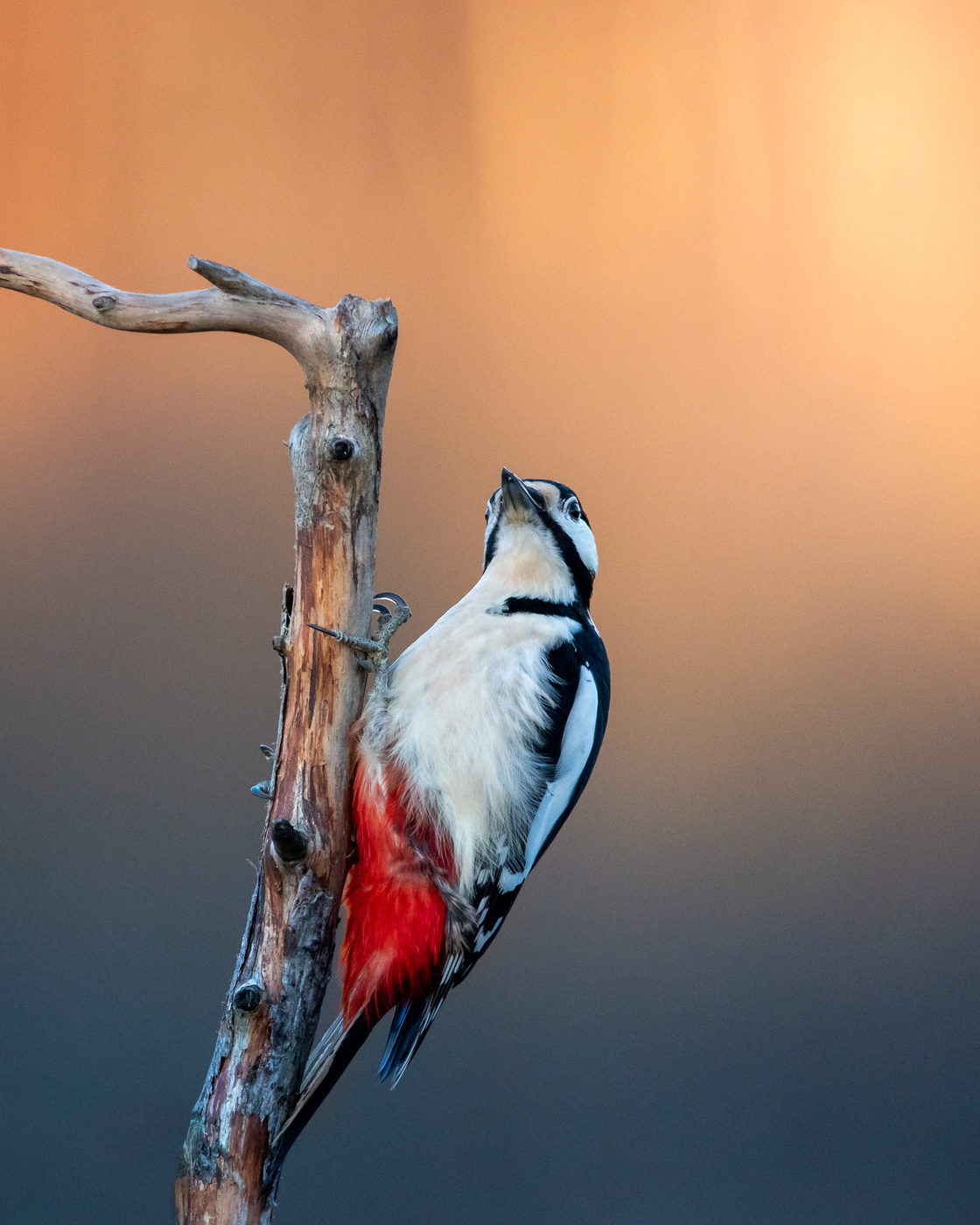 Woodpecker