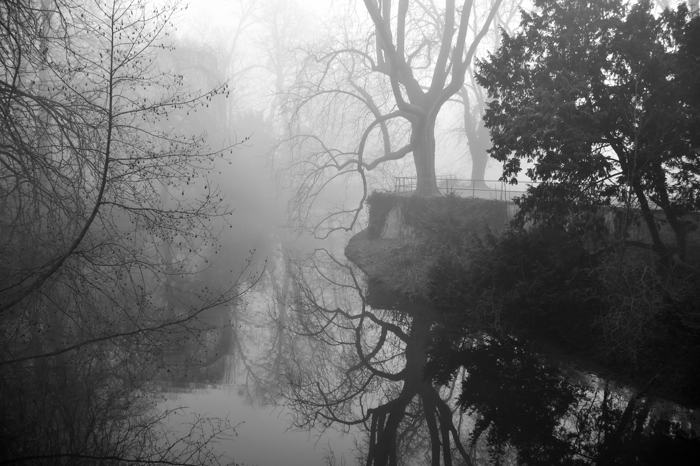 The gnarled tree in the city park