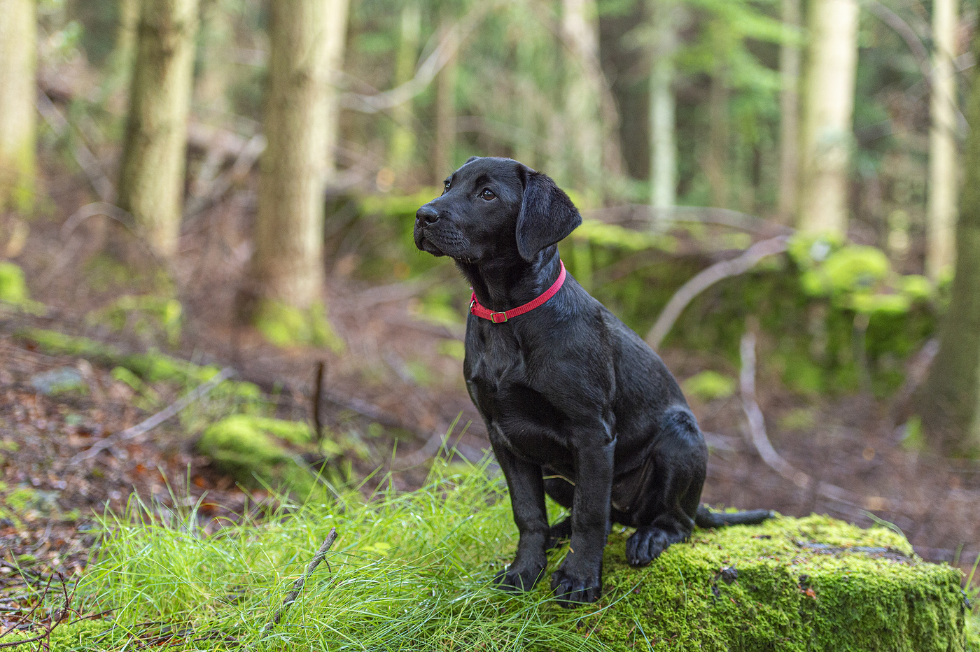 Labrador puppy
