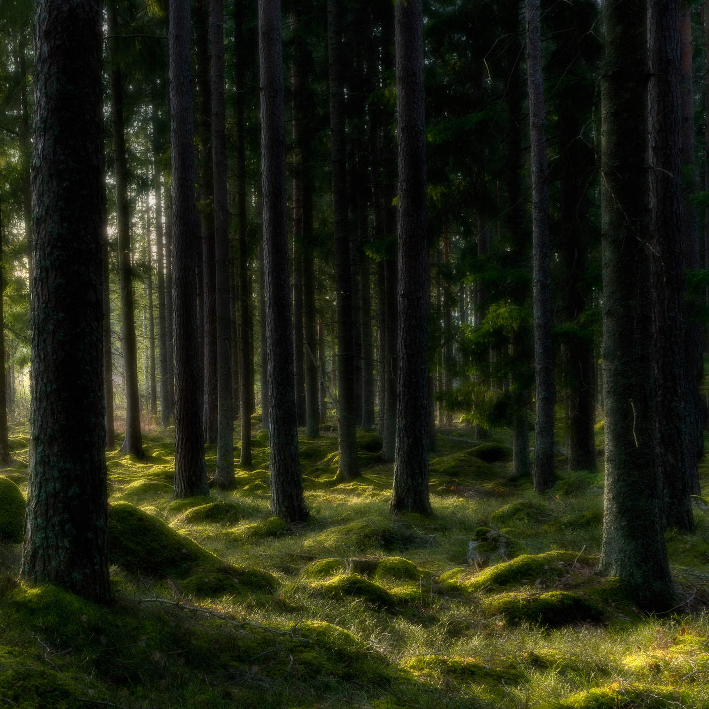 Woodland