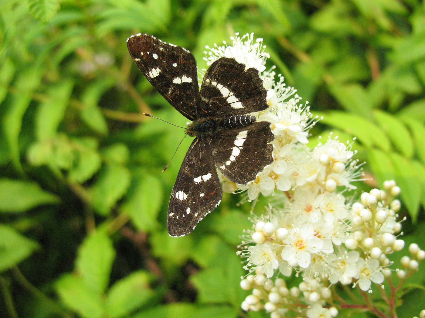 Pestrokrylnitsa flüchtigen