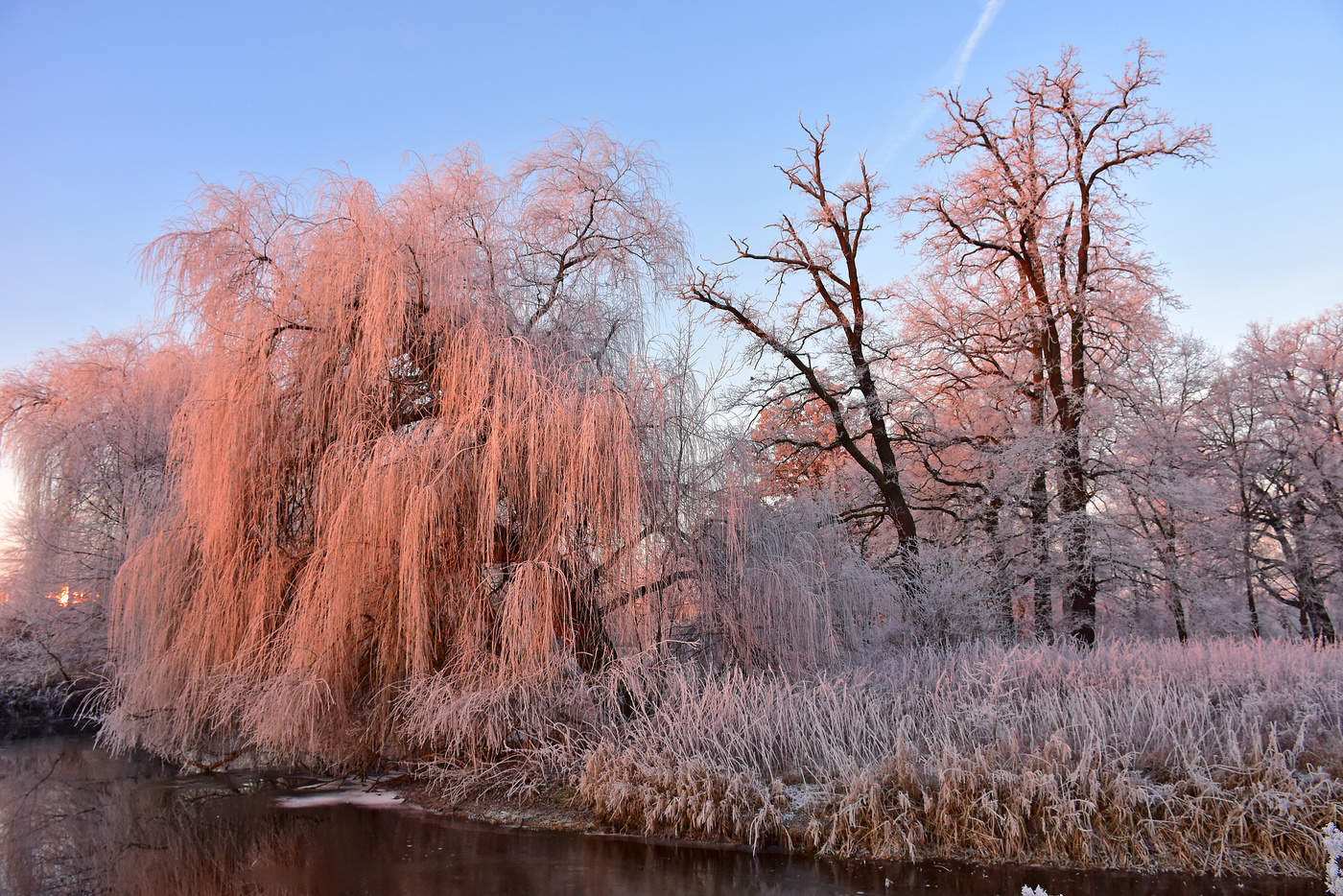 Good morning, frsty weeping willow