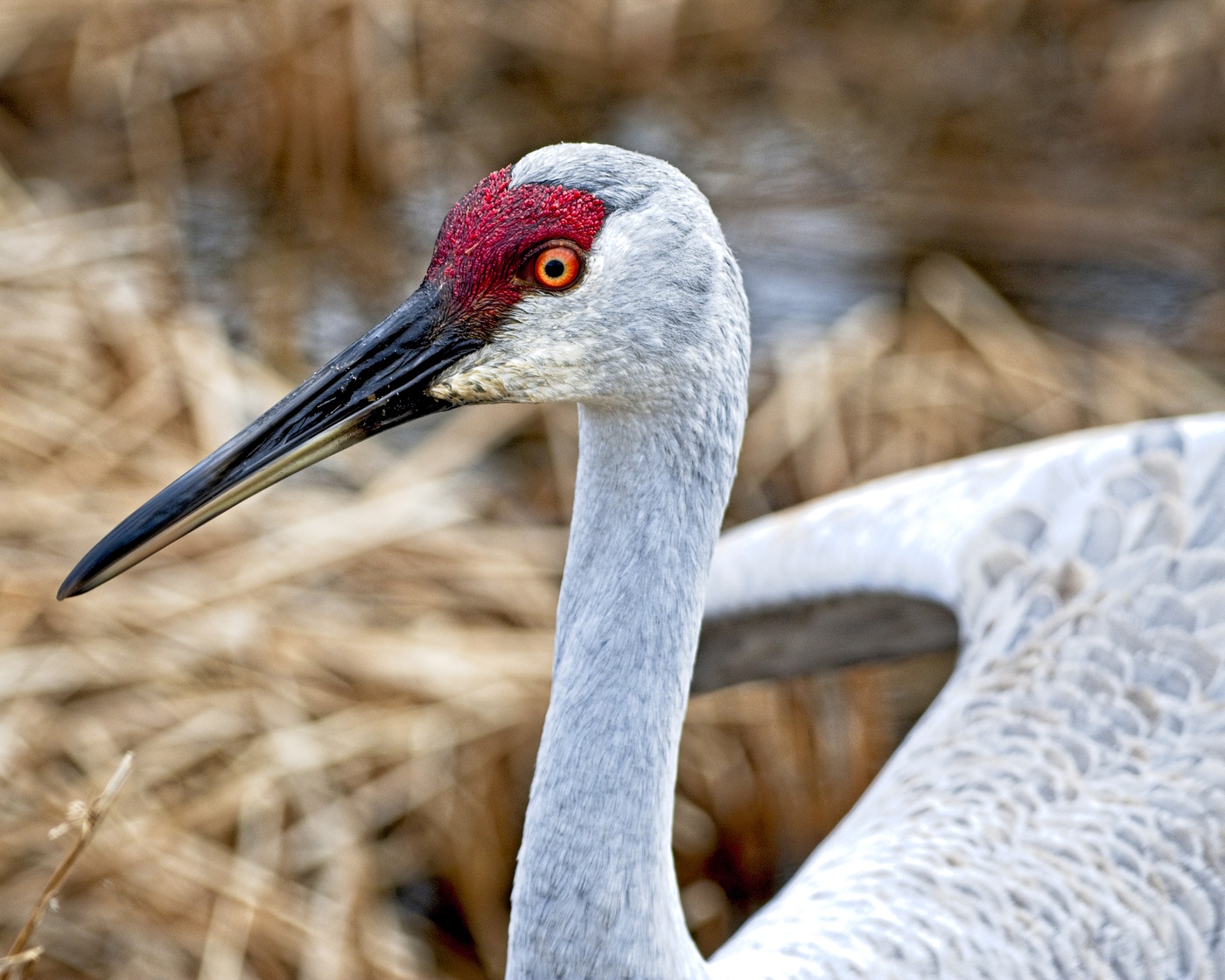 Sandhill Crane